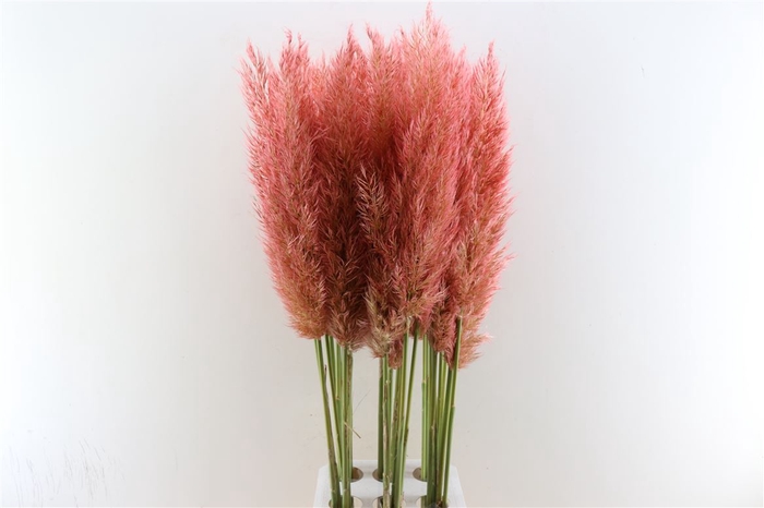 <h4>Cortaderia Opgetrokken Donker Roze Stem</h4>