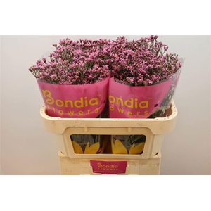 LIM SIN TIFFANY DIAM