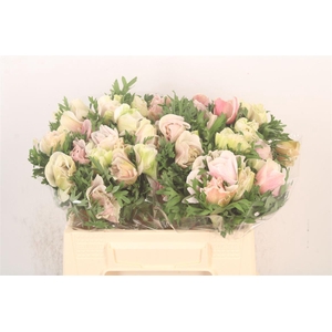 Anem Mistral White/ Salmon X25