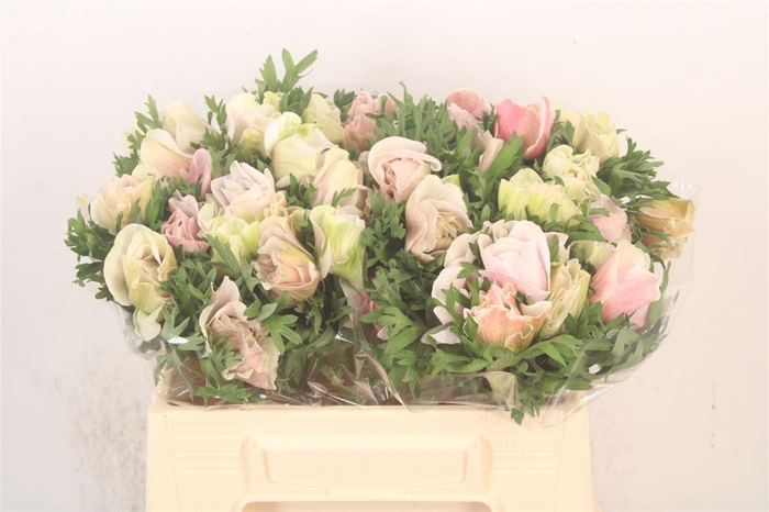 <h4>Anem Mistral White/ Salmon X25</h4>