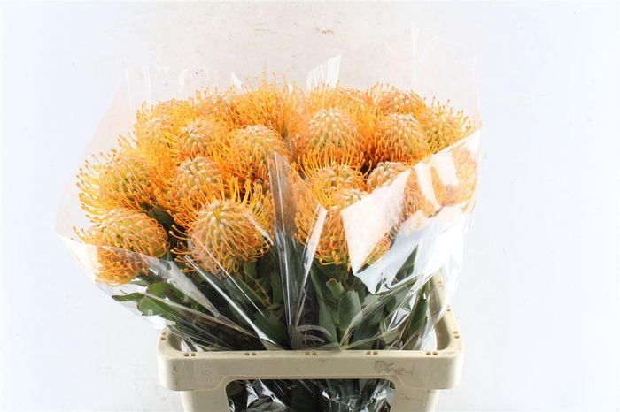 <h4>Leuco Co Soleil Xl</h4>