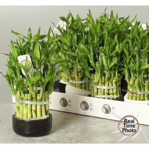 DRA LUCKY BAMBOO