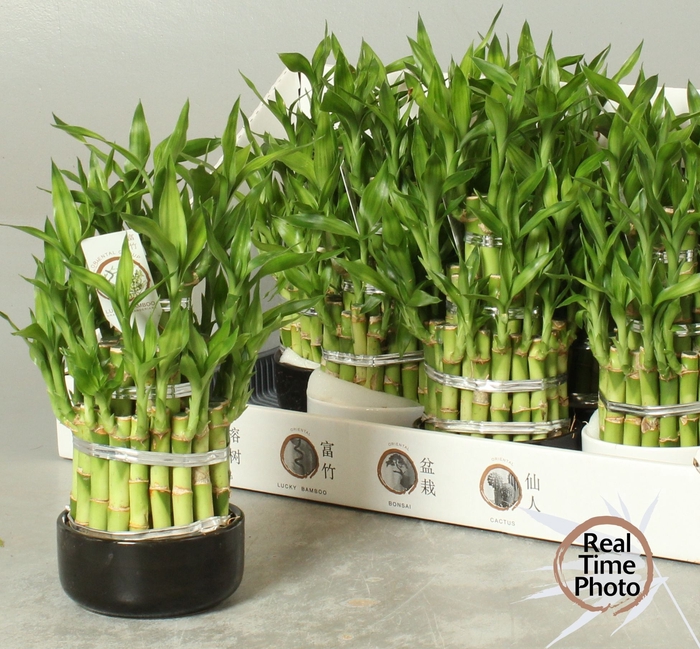 <h4>DRA LUCKY BAMBOO</h4>