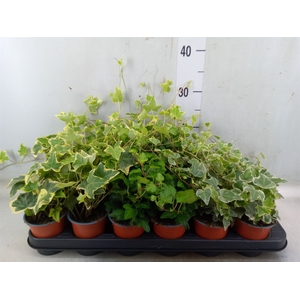 Hedera helix   ...mix 3