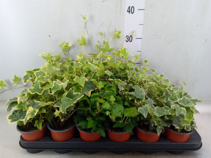 <h4>Hedera helix   ...mix 3</h4>