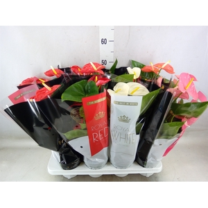 Anthurium   ...mix