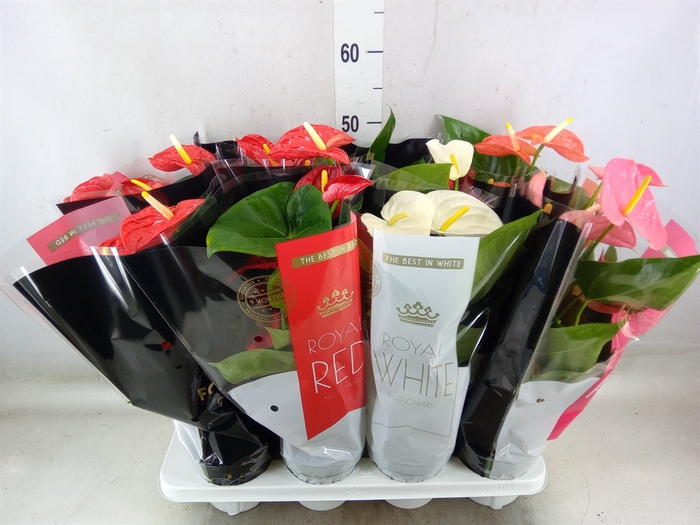 <h4>Anthurium   ...mix</h4>