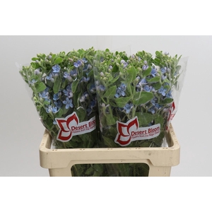 Oxypetalum Tweedia Blue
