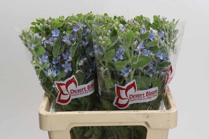 <h4>Oxypetalum Tweedia Blue</h4>