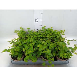 Ficus pumila 'Sunny Green'