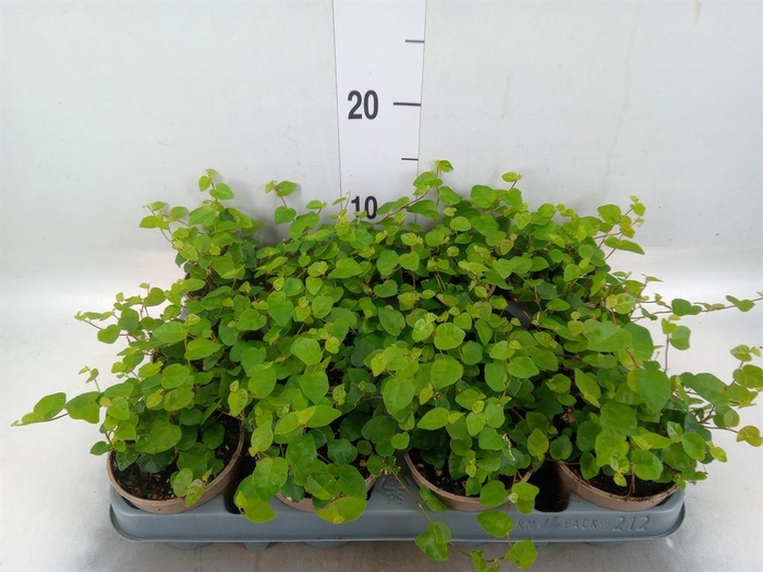 <h4>Ficus pumila 'Sunny Green'</h4>