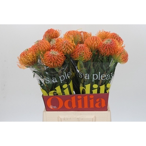 Nutans Ayoba Peach