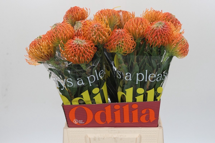 <h4>Nutans Ayoba Peach</h4>