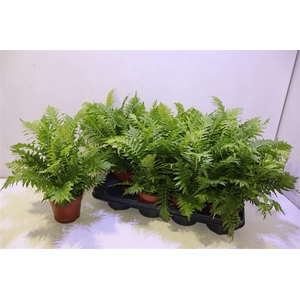 Blechnum Silver Lady
