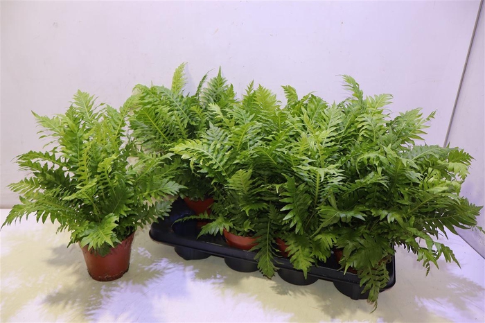 <h4>Blechnum Silver Lady</h4>