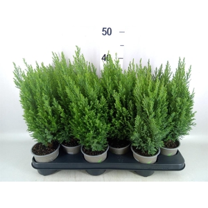 Chamaecyparis laws. 'Ellwoodii'