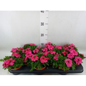 Verbena  'Magelana Magic Rose'