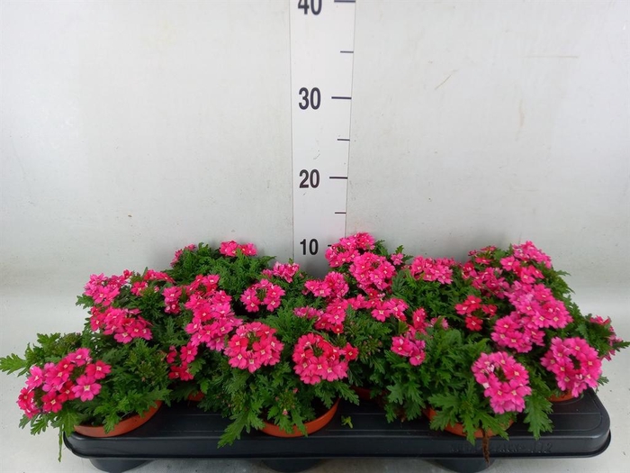 <h4>Verbena  'Magelana Magic Rose'</h4>