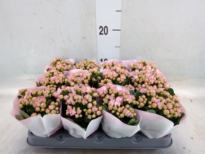 <h4>Kalanchoe  'MoreFlow Lillian'</h4>