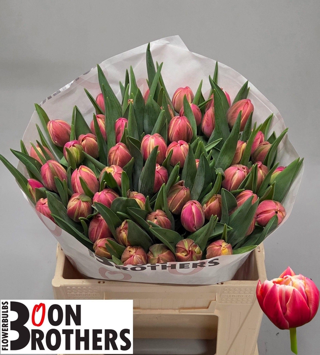 <h4>TU DU COLUMBUS</h4>