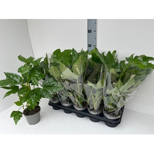 FATSIA OV