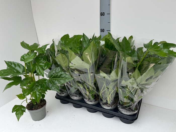 <h4>FATSIA OV</h4>