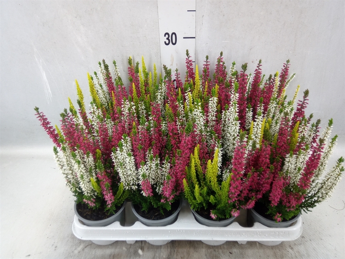 <h4>Calluna vulg. 'Beauty L'  ..mix 3/p</h4>