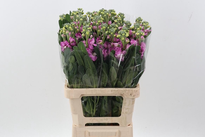 <h4>Matth Phantom Pink</h4>