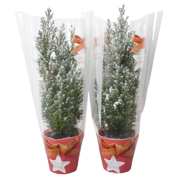 <h4>PTK25202 Ellwoodii met sneeuw en kersthoes</h4>