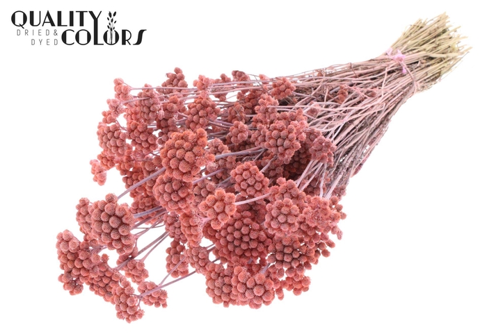 <h4>Droogbloemen   ...bewerkt H%</h4>