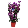 BOUGAINV ALEXANDRA