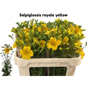 Salpiglossis Royale Yellow