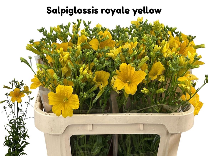 <h4>Salpiglossis Royale Yellow</h4>