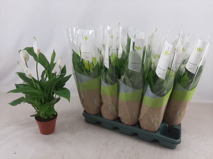 <h4>SPATH TORELLI</h4>
