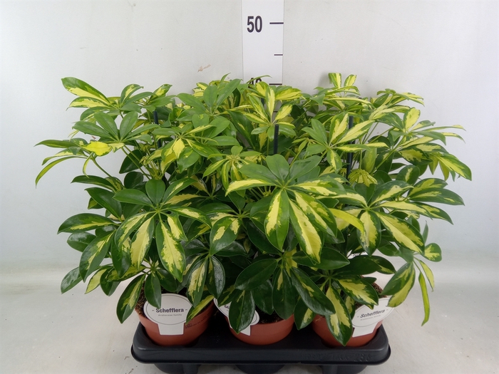 <h4>Schefflera arbor. 'Gerda'</h4>