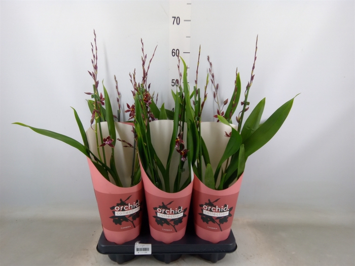 <h4>Burrageara  'Barrocco Red'</h4>