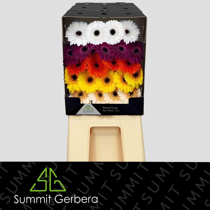<h4>Germini Mix zwart hart Diamond</h4>