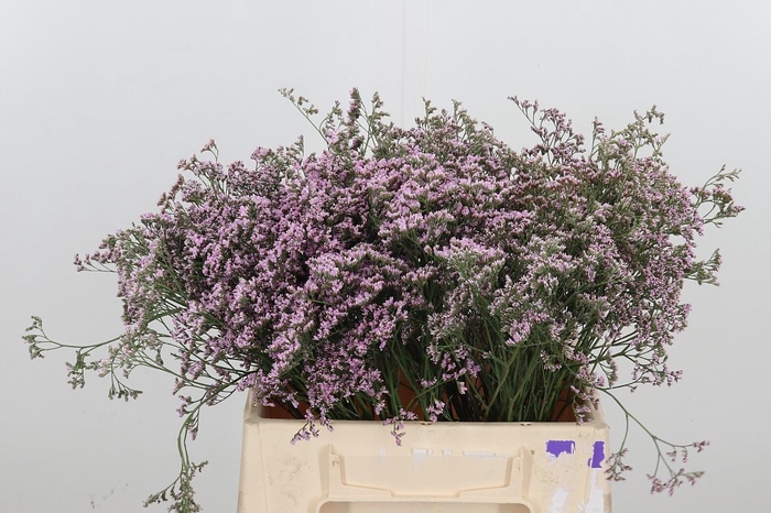 <h4>Lim Saf Oshi Pink</h4>