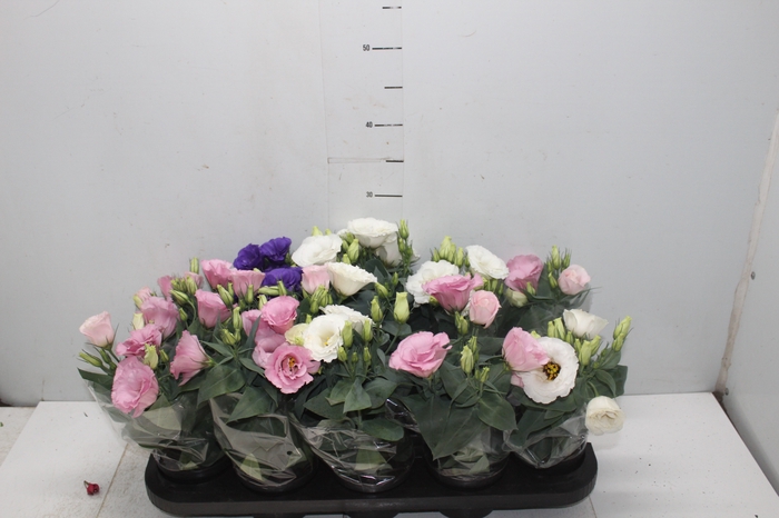 <h4>LISIANTHUS P11</h4>