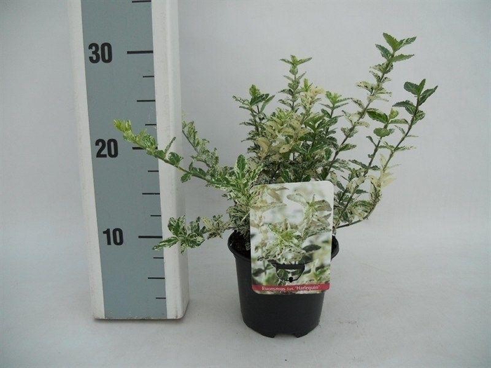 <h4>Euonymus fortunei 'Harlequin'</h4>