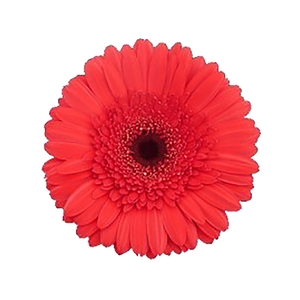 NÃO USAR GERBERA TERRA KALINA >10 CM DIAM <0