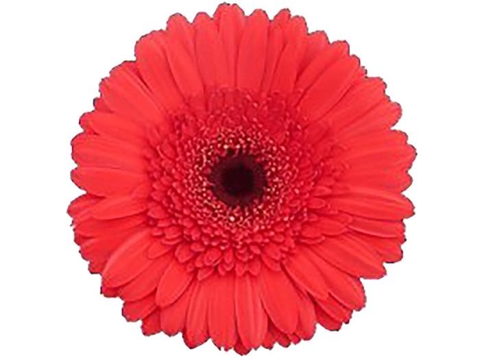 <h4>NÃO USAR GERBERA TERRA KALINA >10 CM DIAM <0</h4>