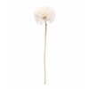 Dried Bleached Dandelion Regular