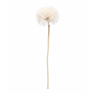 Dried Bleached Dandelion XXXL