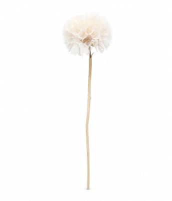 <h4>Dried Bleached Dandelion XXXL</h4>