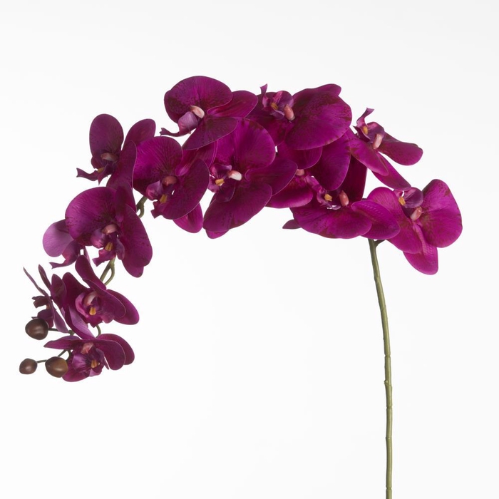<h4>AF Orchid x17 L124cm Purple</h4>