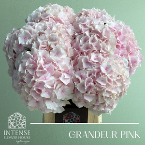 HYDR M ROYAL GRANDEU