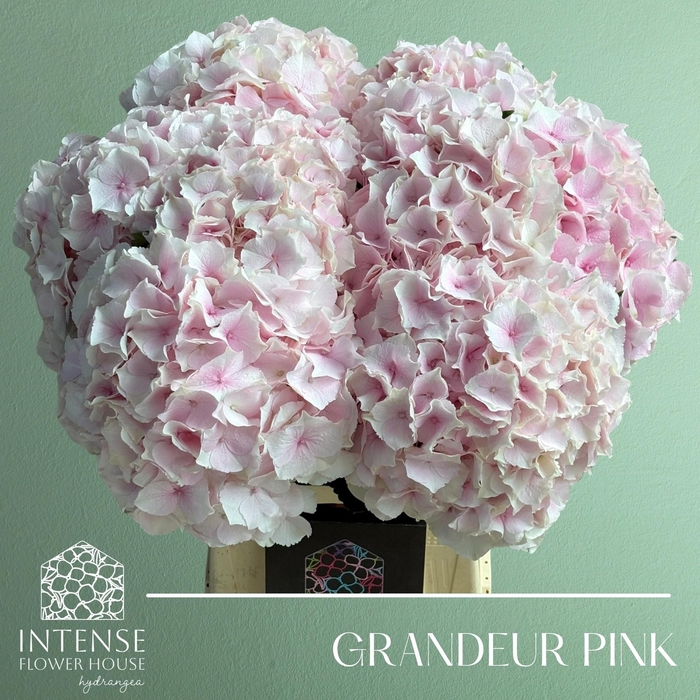 <h4>HYDR M ROYAL GRANDEU</h4>