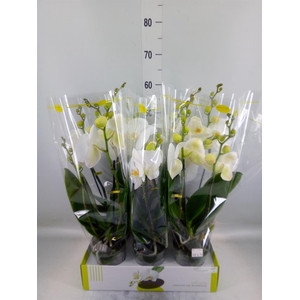 Phalaenopsis   ...white