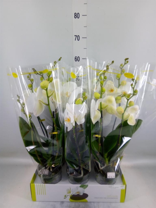 <h4>Phalaenopsis   ...white</h4>